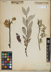 Foto von Salix lapponum L.